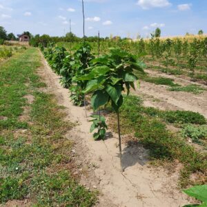 Catalpa 1.5-2 m