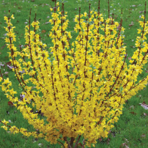 Forsythia Ploaia de aur 100-120 cm ghiveci