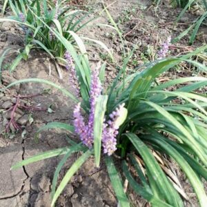 Iarba decorativa liriope ghiveci