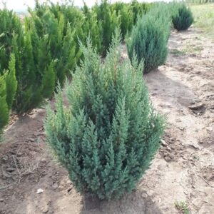 Ienupar Stricta 60-70 cm