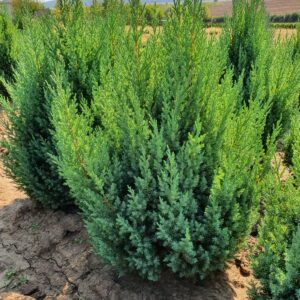 Ienupar Stricta 80-90 cm