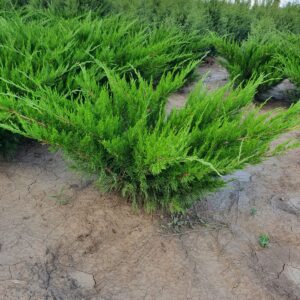 Ienupar semitarator verde 100-120 cm