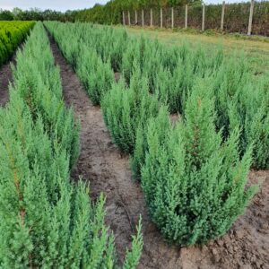 Ienupar stricta 60-80 cm