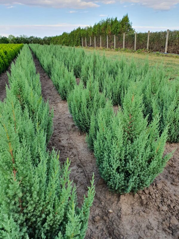 Ienupar stricta 60-80 cm