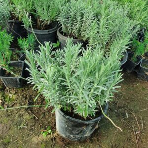 Lavanda ghiveci 20-25 cm