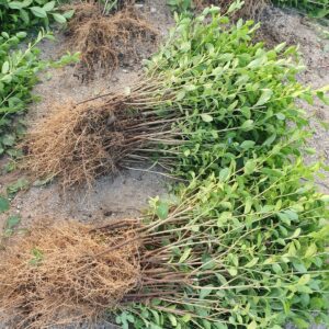 Ligustrum ovalifolium/lemn cainesc 50 cm