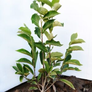 Magnolia Liliflora Nigra 60-80 cm