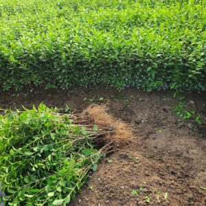 Set ligustrum ( Lemn Cainesc ) 100 buc