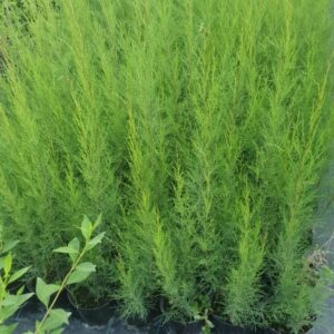 Tamarix 80-110 cm ghiveci