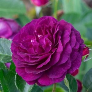 Trandafir Floribunda Minerva mov ghiveci 3 l