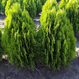 Tuia Aurea Nana 60cm-70cm