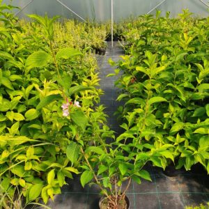 Weigela Rosea 1-1