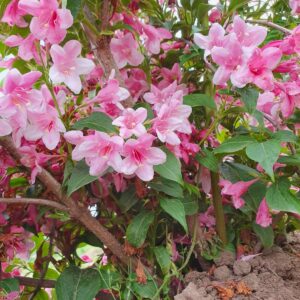 Weigela Rosea 80-100 cm